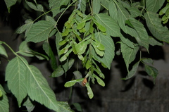 Acer negundo mexicanum