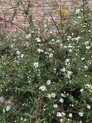 Symphyotrichum pilosum pilosum