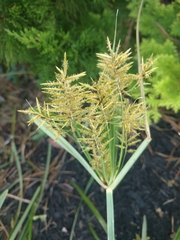 Cyperus esculentus leptostachyus