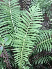 Matteuccia struthiopteris