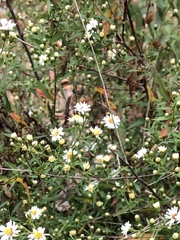 Symphyotrichum pilosum pilosum