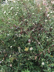 Symphyotrichum pilosum pilosum