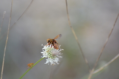 Milesia crabroniformis