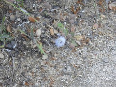 Jasione sessiliflora