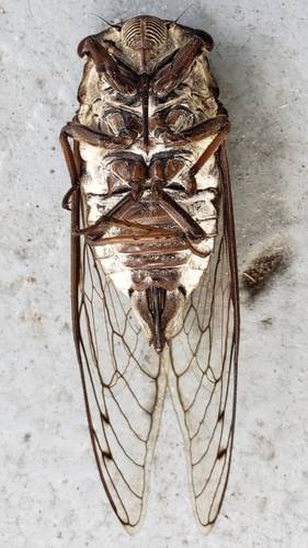 Cicadidae image