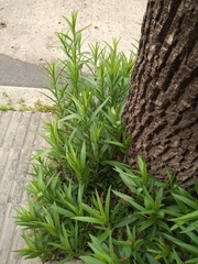 Solidago chilensis