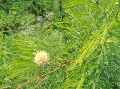 Leucaena leucocephala