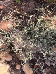 Helichrysum litorale