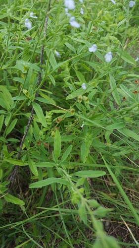 Salvia reflexa iNat (1)