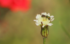 Augochlora iphigenia