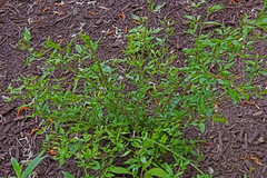 Chrysojasminum floridum