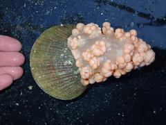 Gersemia rubiformis