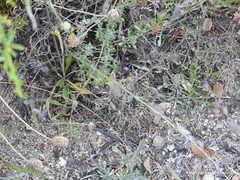 Jasione sessiliflora