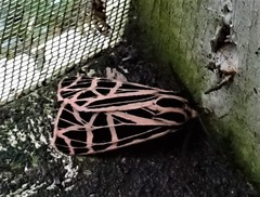 Apantesis parthenice