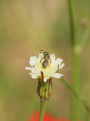 Augochlora iphigenia
