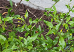 Chrysojasminum floridum