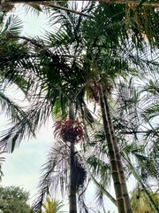 Ptychosperma elegans