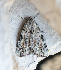 Catocala amica