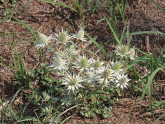 Eryngium heterophyllum
