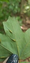 Dasineura communis