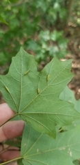 Dasineura communis