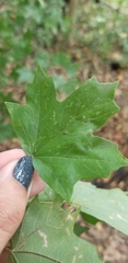 Dasineura communis