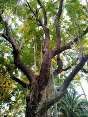 Jacaranda mimosifolia