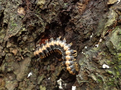 Coromus