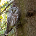 Boreal Owl - Photo (c) Вотинцевы Елена и Сергей, some rights reserved (CC BY-NC), uploaded by Вотинцевы Елена и Сергей