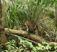 Cercopithecus mona