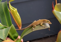 Anolis carolinensis