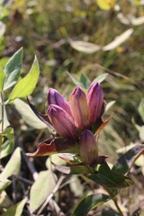 Gentiana × pallidocyanea