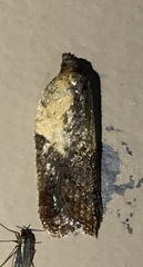 Acleris fragariana