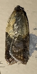 Acleris fragariana
