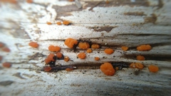 Fungi