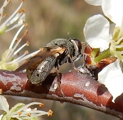 Myolepta strigilata