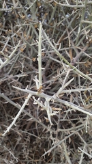 Cyclolepis genistoides