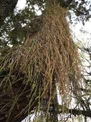 Lepismium lumbricoides