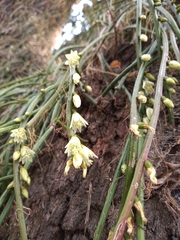 Lepismium lumbricoides