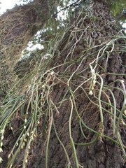 Lepismium lumbricoides