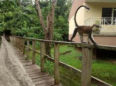 Cercopithecus mona