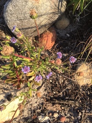 Felicia heterophylla