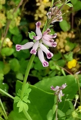 Cysticapnos cracca