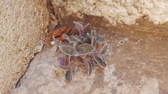 Tradescantia sillamontana