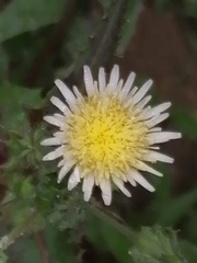 Asteraceae