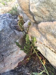 Rumex cordatus