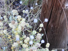 Jasione sessiliflora