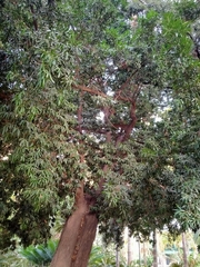 Podocarpus neriifolius