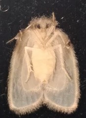 Schistophleps bipuncta