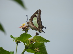 Polyura